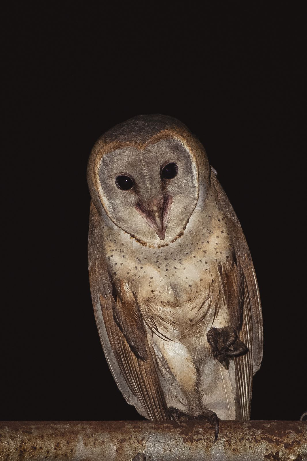 Barn owl